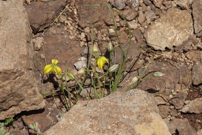 Albuca shawii, photographed by Tony Rebelo