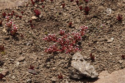 Crassula peploides, photographed by Tony Rebelo