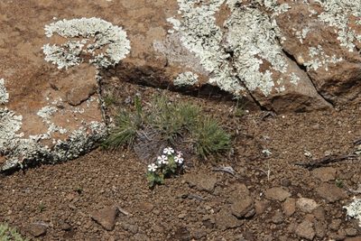Zaluzianskya crocea, photographed by Tony Rebelo