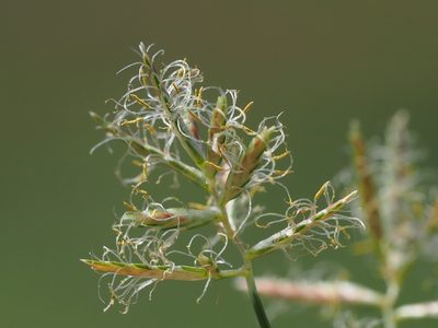 Cyperus rotundus, photographed by 葉子