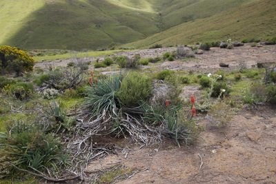 Kniphofia caulescens, photographed by Tony Rebelo