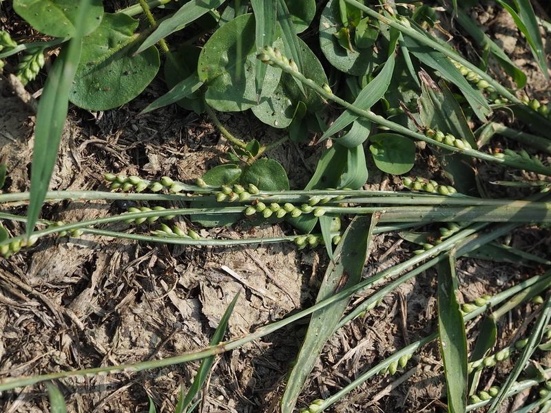Setaria flavida, photographed by 葉子
