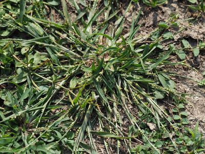 Setaria flavida, photographed by 葉子