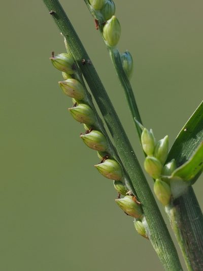Setaria flavida, photographed by 葉子