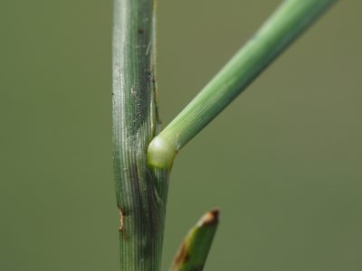 Setaria flavida, photographed by 葉子