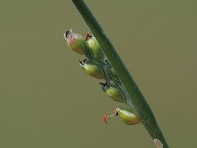 Setaria flavida, photographed by 葉子