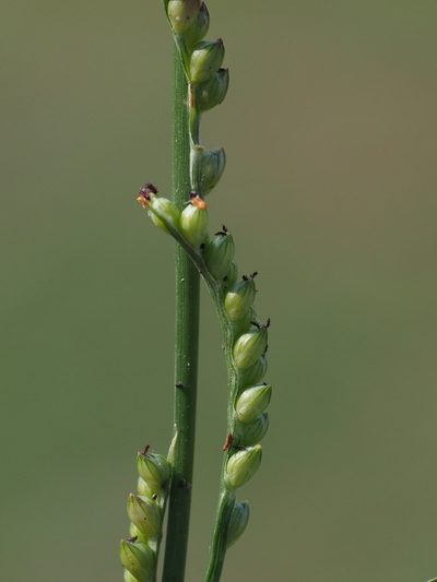 Setaria flavida, photographed by 葉子