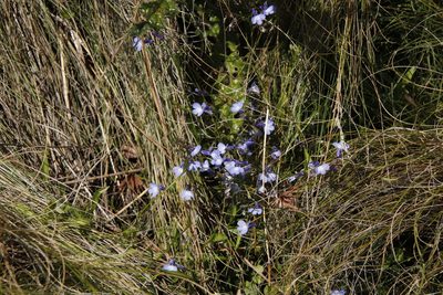 Lobelia flaccida, photographed by Tony Rebelo