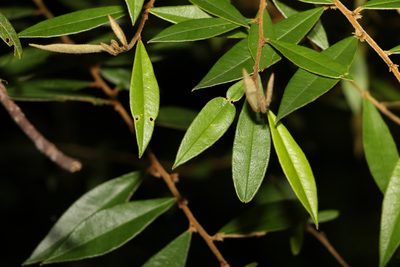 Hovea acutifolia, photographed by Greg Tasney