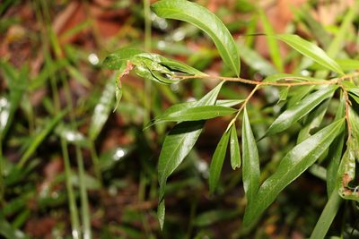 Melaleuca lophantha, photographed by Greg Tasney