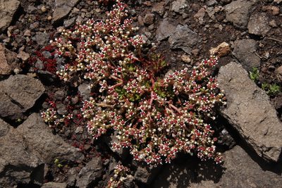 Crassula peploides, photographed by Tony Rebelo