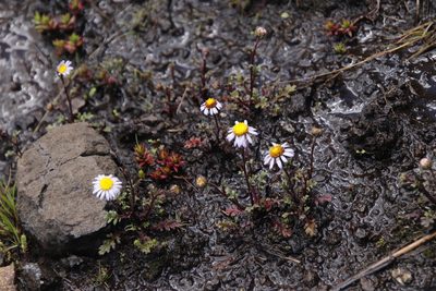 Afroaster erucifolius, photographed by Tony Rebelo