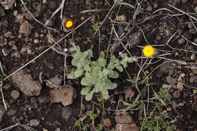Cotula socialis, photographed by Tony Rebelo