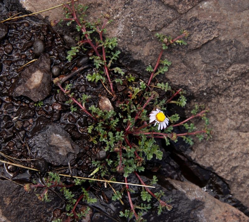 Afroaster erucifolius, photographed by Tony Rebelo