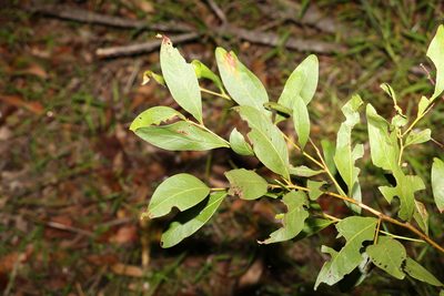 Acacia penninervis, photographed by Greg Tasney