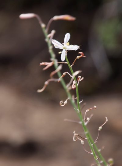 Trachyandra saltii, photographed by Tony Rebelo