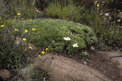 Roessleria armerioides, photographed by Tony Rebelo