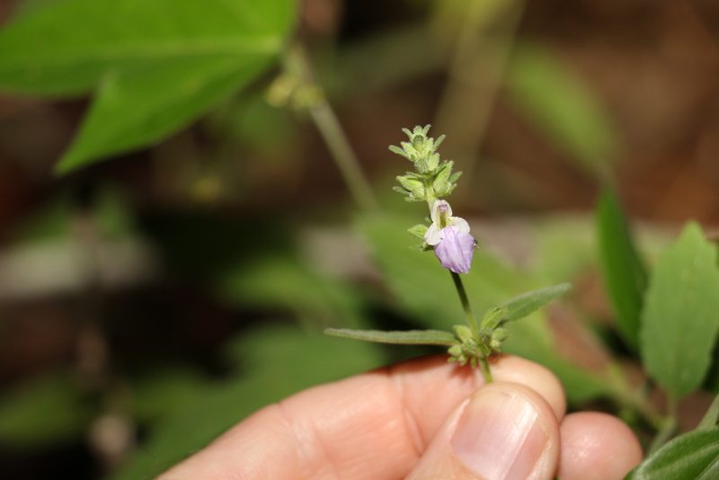 Anisomeles moschata, photographed by Greg Tasney