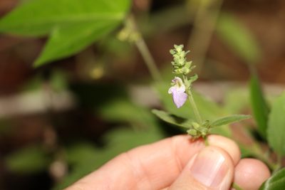 Anisomeles moschata, photographed by Greg Tasney