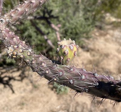 Cylindropuntia thurberi, photographed by Henrik Kibak