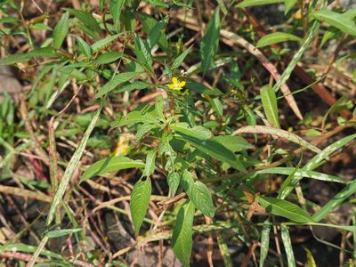 Ludwigia erecta, photographed by 葉子