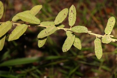 Sida hackettiana, photographed by Greg Tasney
