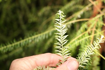 Ozothamnus diosmifolius, photographed by Greg Tasney