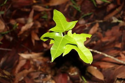 Brachychiton acerifolius, photographed by Greg Tasney