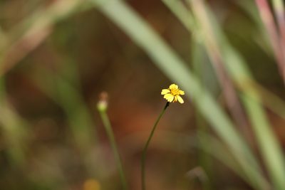 Glossocardia bidens, photographed by Greg Tasney