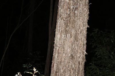 Eucalyptus moluccana, photographed by Greg Tasney