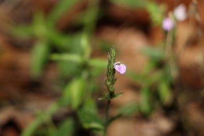 Justicia adscendens, photographed by Greg Tasney