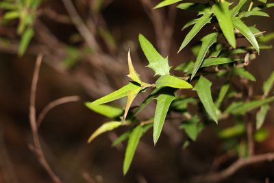 Podolobium ilicifolium, photographed by Greg Tasney