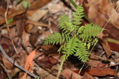 Jacaranda mimosifolia, photographed by Greg Tasney