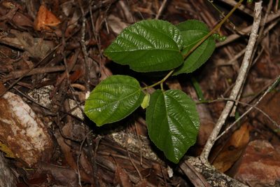 Grewia latifolia, photographed by Greg Tasney