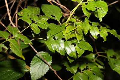 Pandorea pandorana, photographed by Greg Tasney