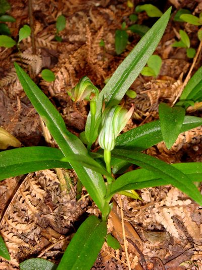 Pterostylis silvicultrix, photographed by Peter de Lange