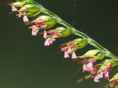 Oplismenus compositus, photographed by 葉子