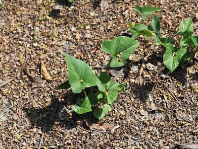 Typhonium blumei, photographed by 葉子