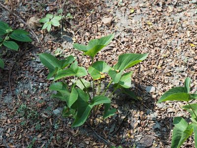 Typhonium blumei, photographed by 葉子