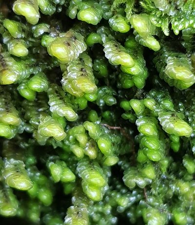 Scapania aspera, photographed by Helen Waterman