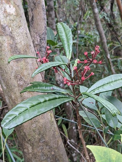 Ardisia lindleyana, photographed by portioid