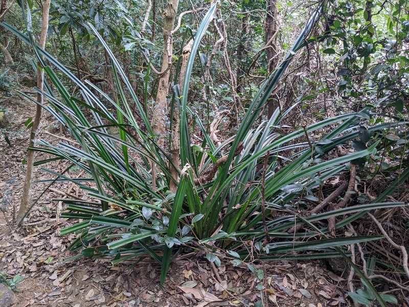 Pandanus austrosinensis, photographed by portioid