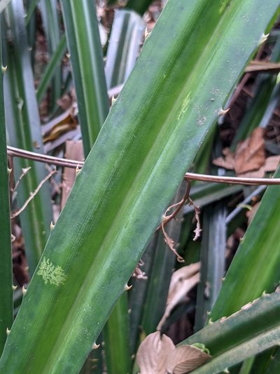Pandanus austrosinensis, photographed by portioid