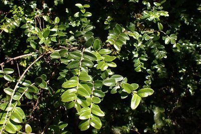 Metrosideros diffusa, photographed by Duncan Cunningham