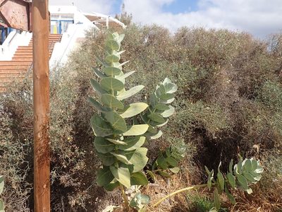 Calotropis procera, photographed by John Lyden