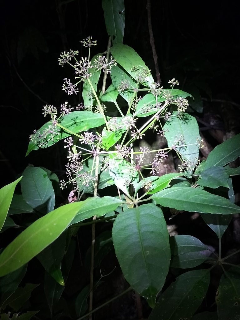 Mackinlaya confusa, photographed by Matthew Borella