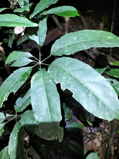 Mackinlaya confusa, photographed by Matthew Borella
