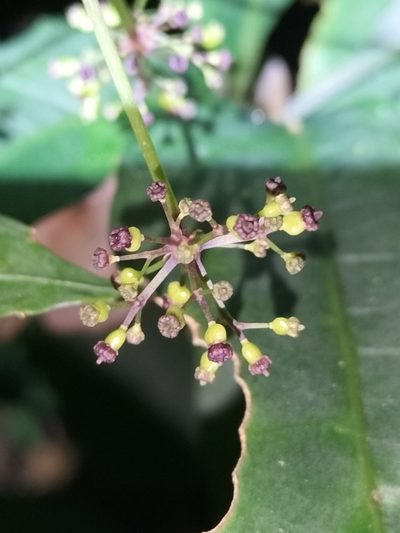 Mackinlaya confusa, photographed by Matthew Borella