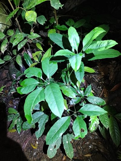 Mackinlaya confusa, photographed by Matthew Borella