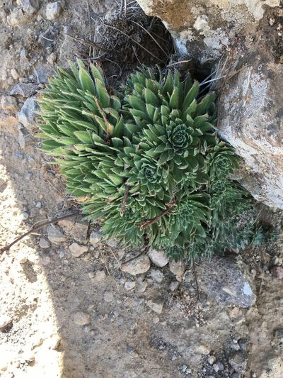 Aeonium simsii, photographed by seakmus